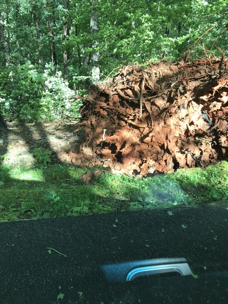 Bottom of a Root of a Beechwood  tree