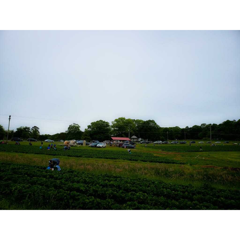 Large crowed at Jones Strawberry Farm