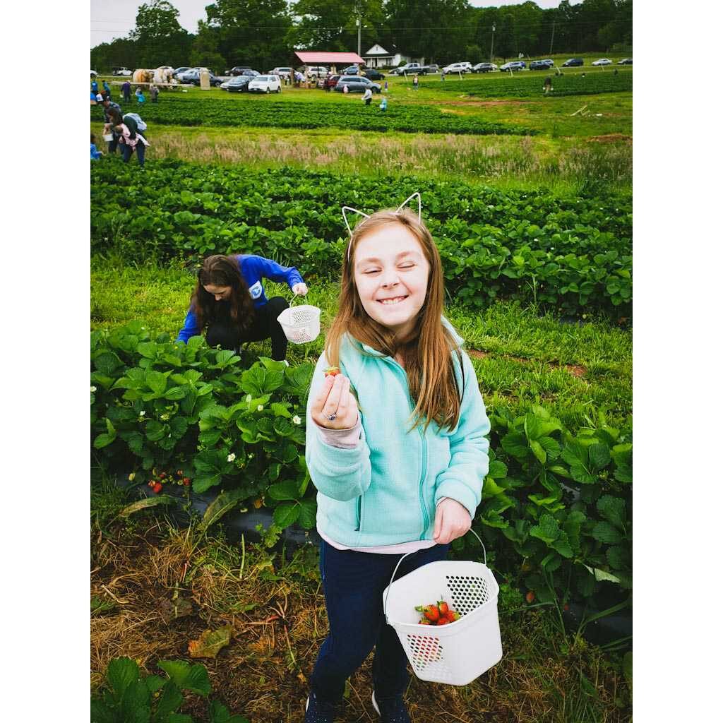 Picking Strawberries at a local Strawberry Farm