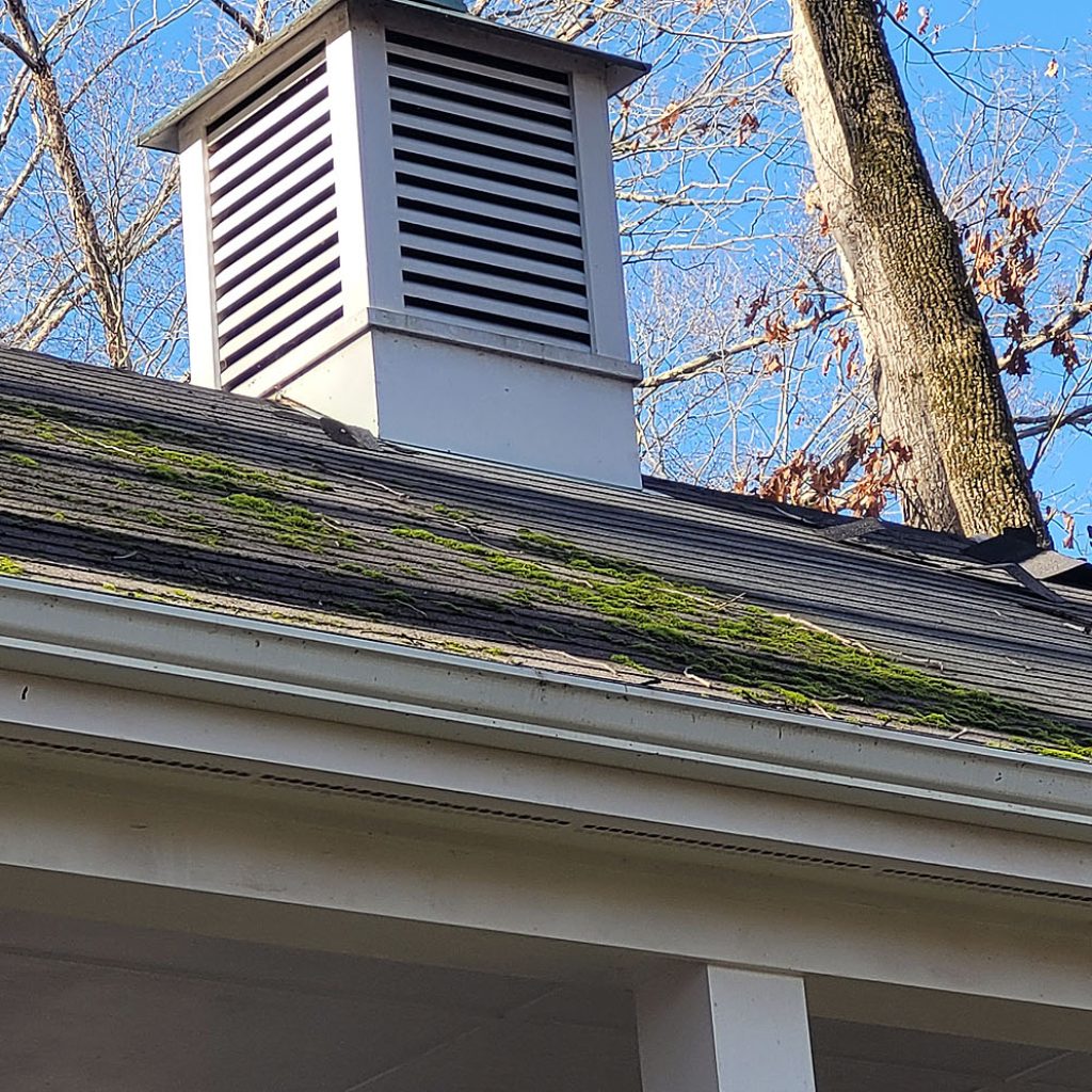 Look at this moss on our roof!