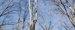 LED Lights mounted in a Beechwood tree