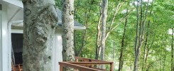 Deck Railing and Tree