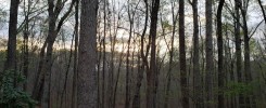 beechwood forest