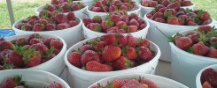 Strawberry Farm Bushels