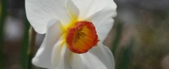 White and Orange Flower during Spring