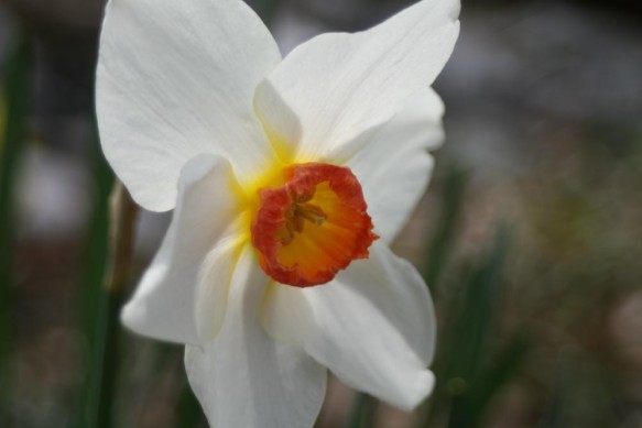 White and Orange Flower during Spring
